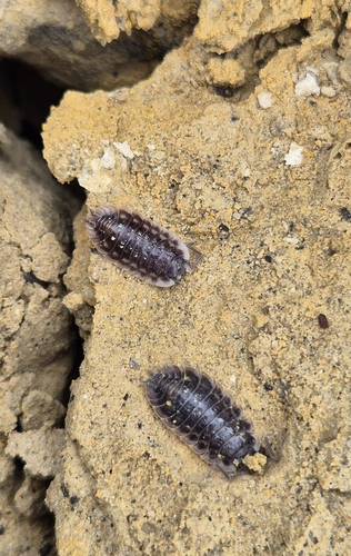 Common Shiny Woodlouse