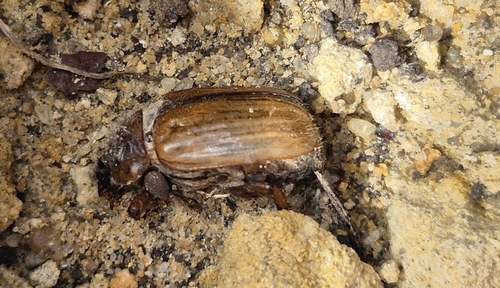 Summer Chafer