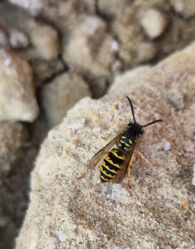 Common European Yellowjacket