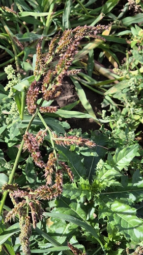 barnyardgrass