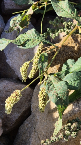 pale smartweed
