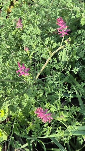 Common Fumitory