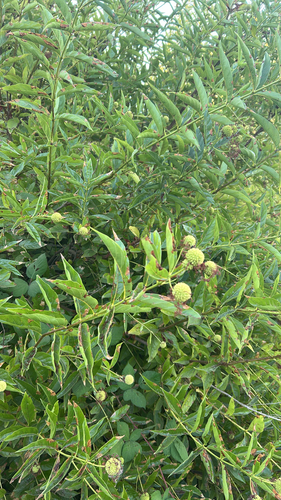 buttonbush