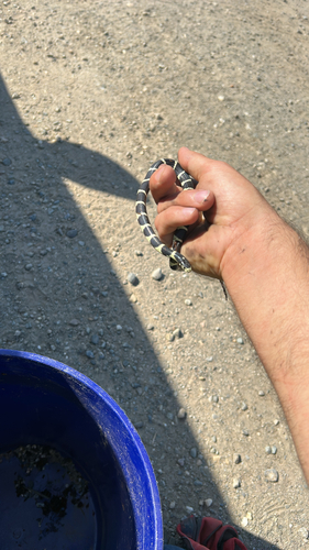 California King Snake