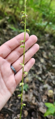American jumpseed