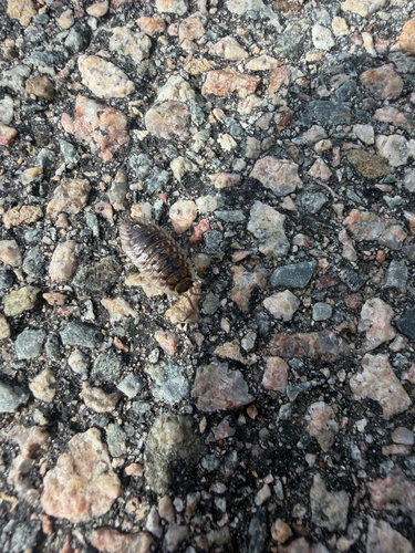 Common Shiny Woodlouse