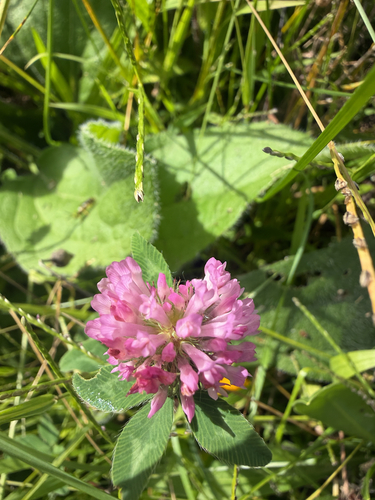 Red Clover