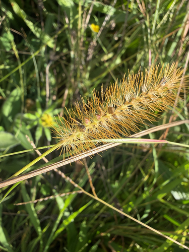 yellow foxtail