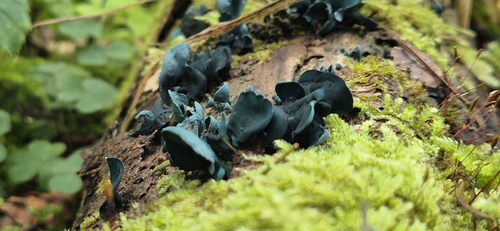 Chlorociboria
