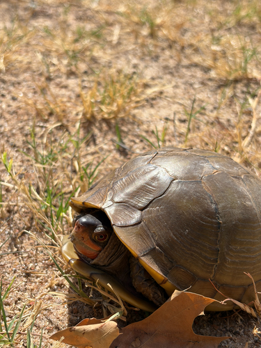 Three-toed Box Turtle