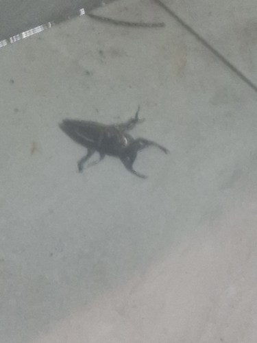 Indo-East Mediterranean Giant Water Bug