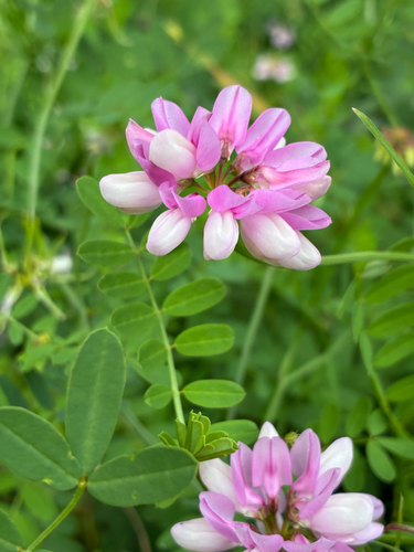 purple crownvetch