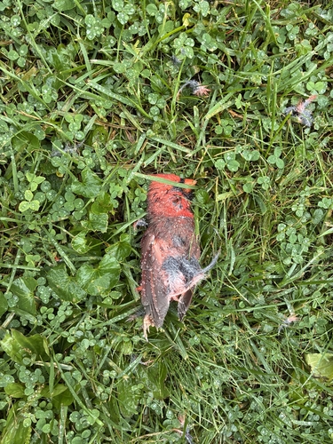 Northern Cardinal