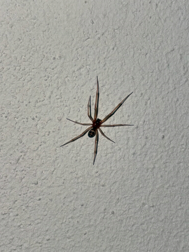 False Black Widow