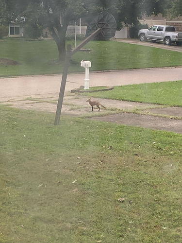 Red Fox