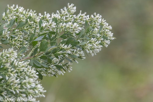 groundsel tree