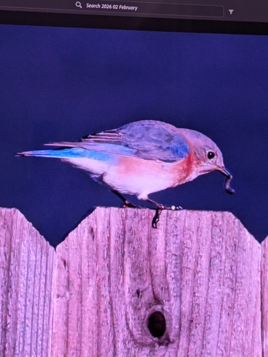 Eastern Bluebird