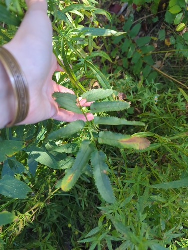 Canadian burnet