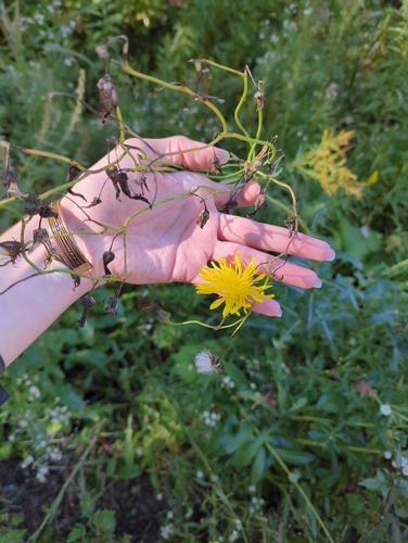 Perennial Sow Thistle