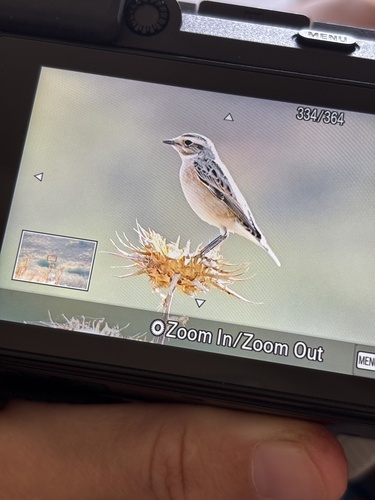 Whinchat