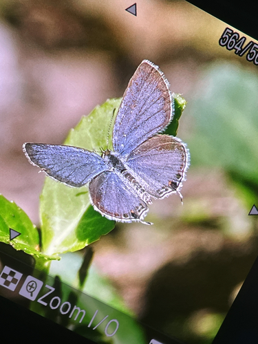 Eastern Tailed-Blue