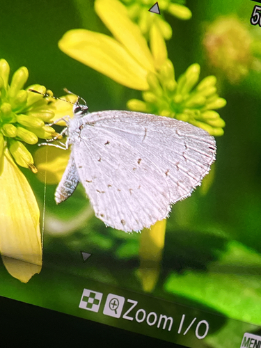 Summer Azure