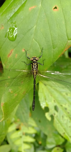 Davidius baronii