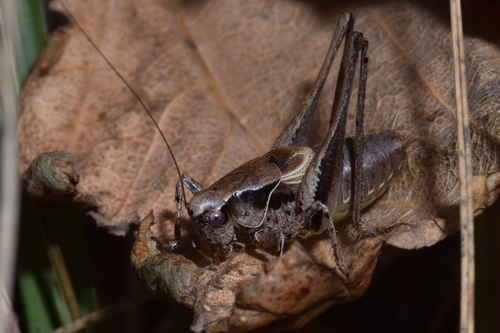 Dark Bush-cricket