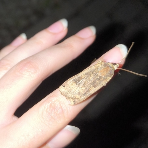 Large Yellow Underwing