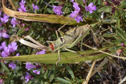 Dalmatian Saddle Bush-cricket