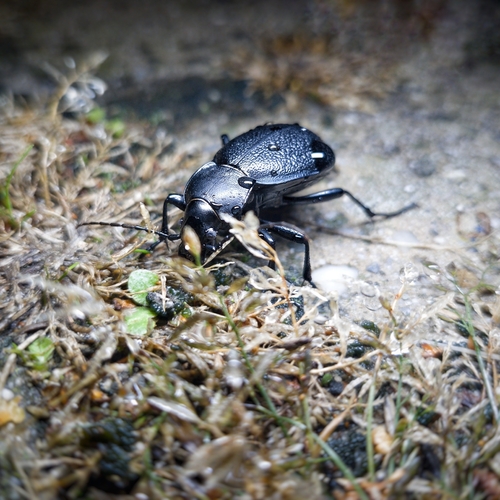 Leather Beetle