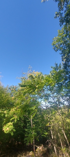tree-of-heaven