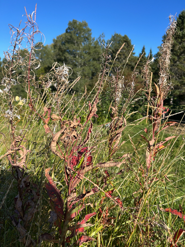 fireweed