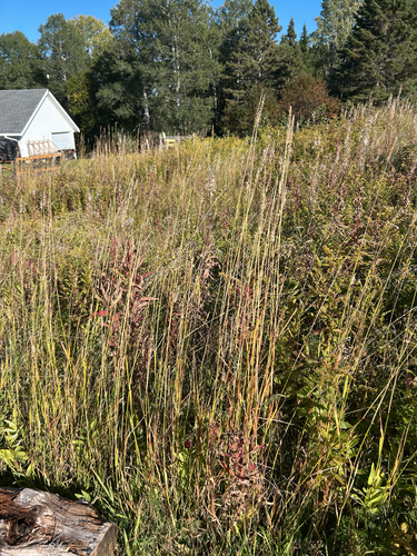 Timothy grass