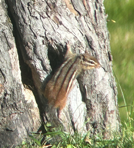 Eastern Chipmunk