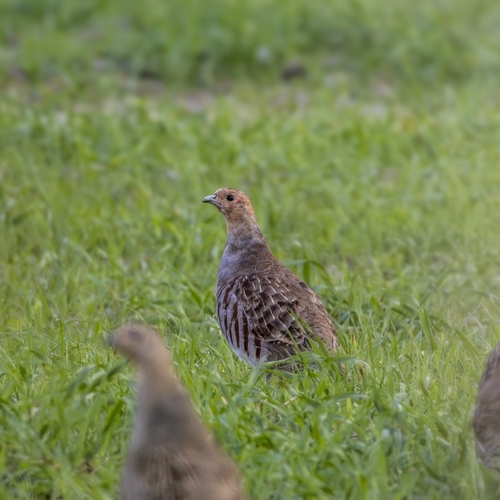 Gray Partridge