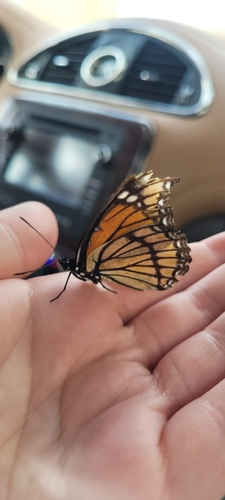 Viceroy