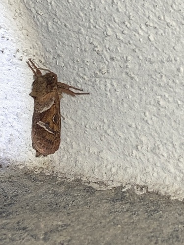 Orange Swift