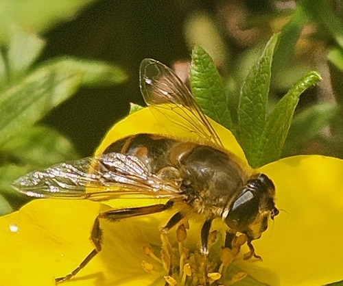Common Drone Fly