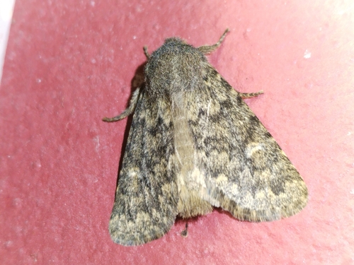 Brindled Ochre
