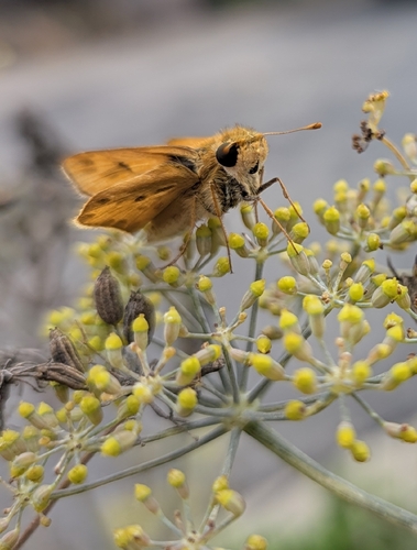 Fiery Skipper
