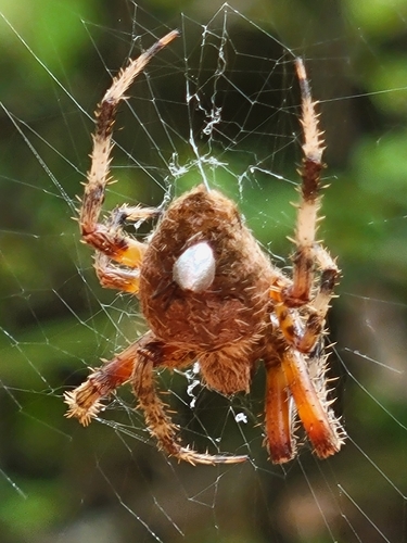 Spotted Orbweaver