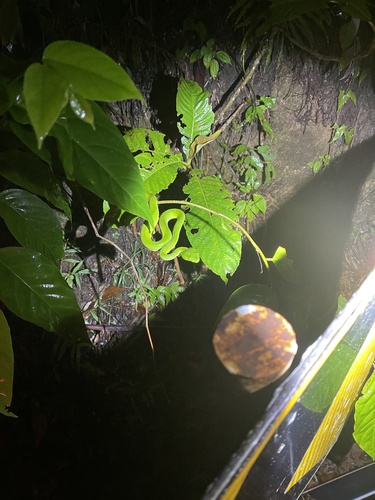 Siamese Peninsula Pitviper