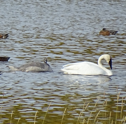 Trumpeter Swan