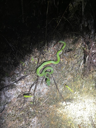 Siamese Peninsula Pitviper