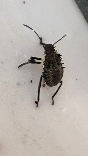 Brown Marmorated Stink Bug