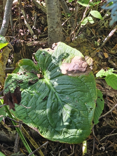 Eastern Skunk Cabbage