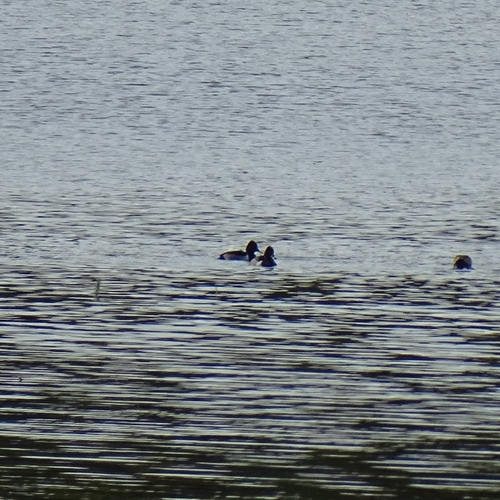 Ring-necked Duck