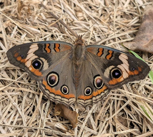 Common Buckeye