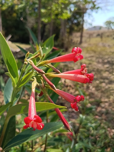 Augusta longifolia